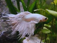 what temperature is best for betta fish?
