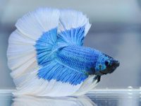 what to do when betta fish lay eggs?