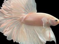 why is my betta fish staying still?