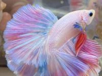 best way to transport betta fish?