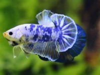 betta fish fry growth