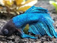 betta fish laying on bottom of tank