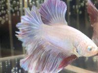 betta fish popeye not eating