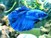 fish tank for betta fish