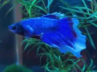 ideal betta fish tank temperature