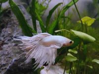 my betta fish is not active