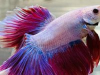 my betta fish is not swimming