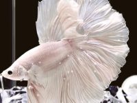 rare betta fish breeds