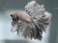 tips for betta fish care