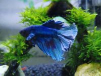 best tank size for betta fish