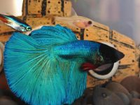 best tankmates for betta fish