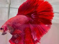 best water for a betta fish