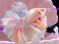 betta fish belly big