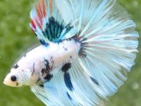 betta fish can live with?