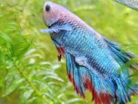 betta fish dropsy symptoms