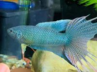 betta fish fins torn
