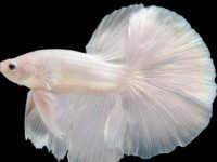 betta fish fins turning white