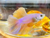 betta fish laying on bottom