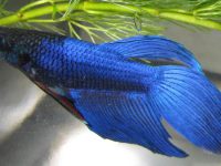 betta fish looks bloated