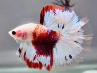 Ideal pH level for betta fish