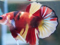Is a betta fish tropical?