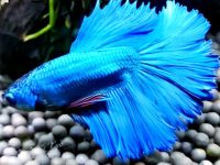 Is algae bad for betta fish?